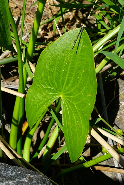 Sagittaria latifolia - leaves