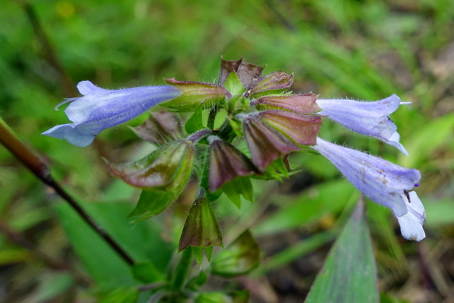 Salvia lyrata