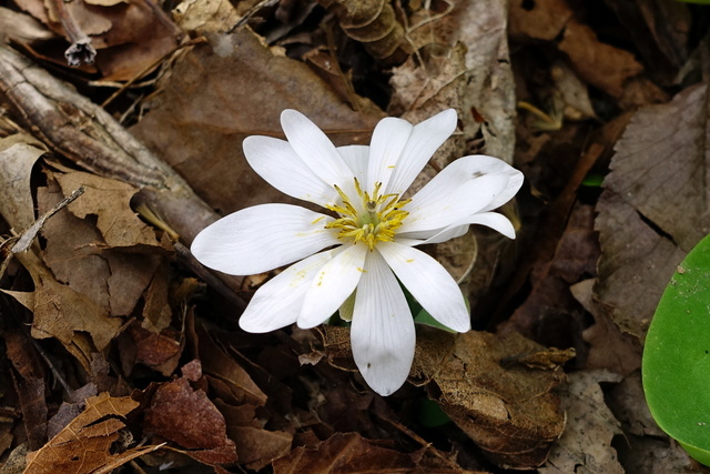 Sanguinaria canadensis