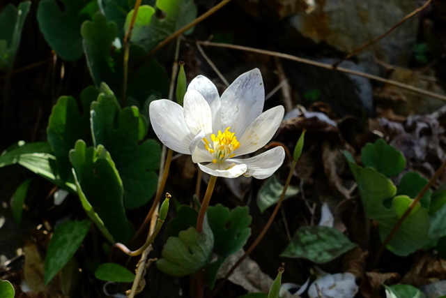 Sanguinaria canadensis