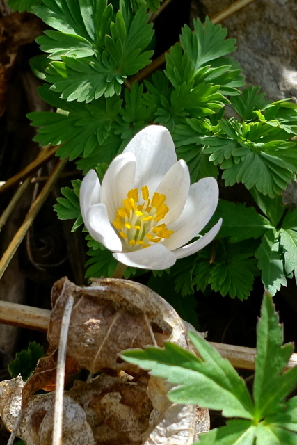 Sanguinaria canadensis