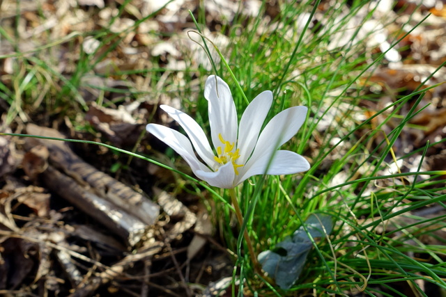 Sanguinaria canadensis