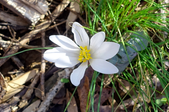 Sanguinaria canadensis