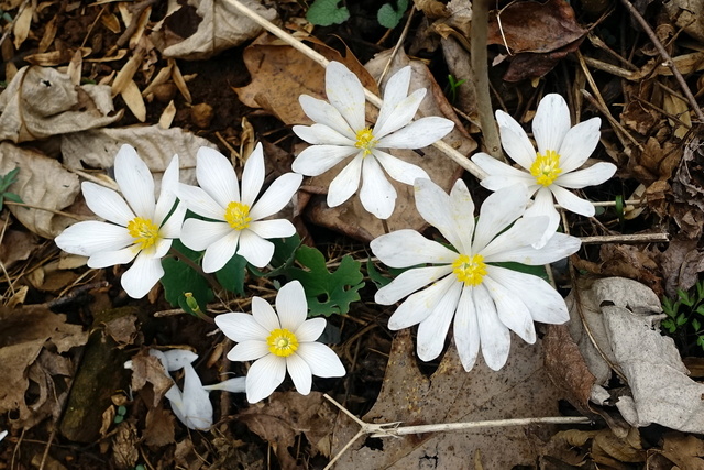 Sanguinaria canadensis