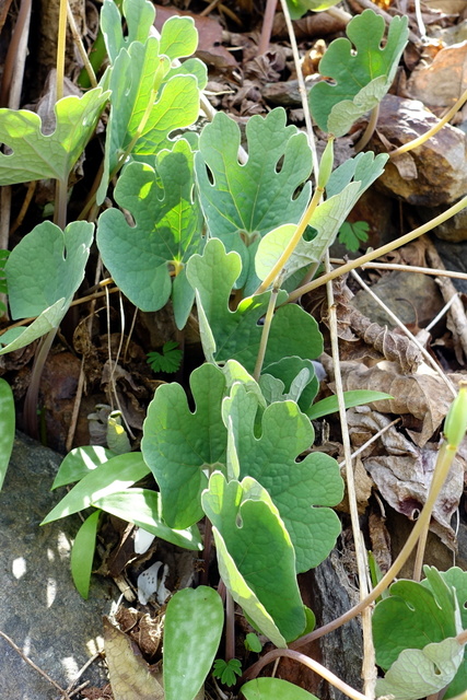 Sanguinaria canadensis - leaves