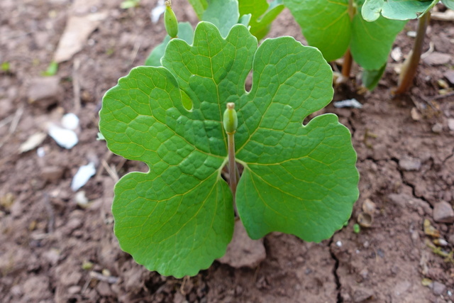 Sanguinaria canadensis - leaves