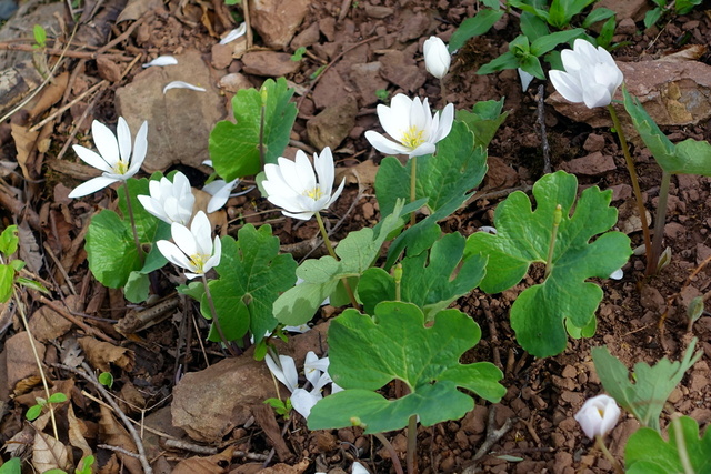 Sanguinaria canadensis - plants