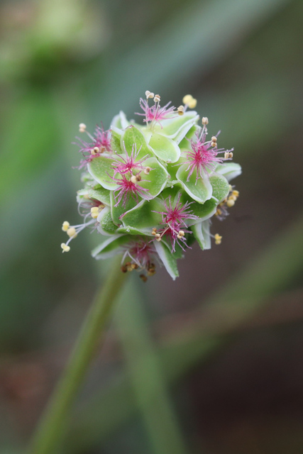 Sanguisorba minor
