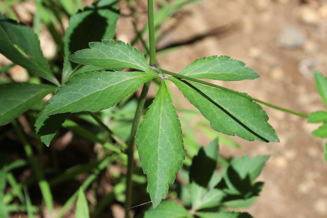 Sanicula canadensis - leaves