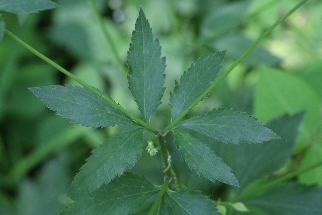 Sanicula canadensis - leaves