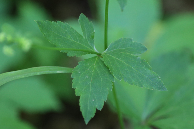 Sanicula canadensis - leaves