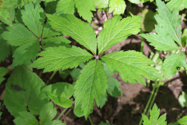 Sanicula odorata - leaves