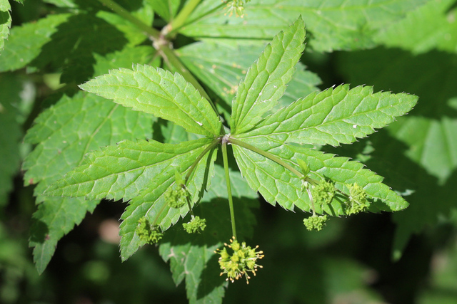 Sanicula odorata - leaves
