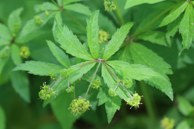 Sanicula odorata - leaves