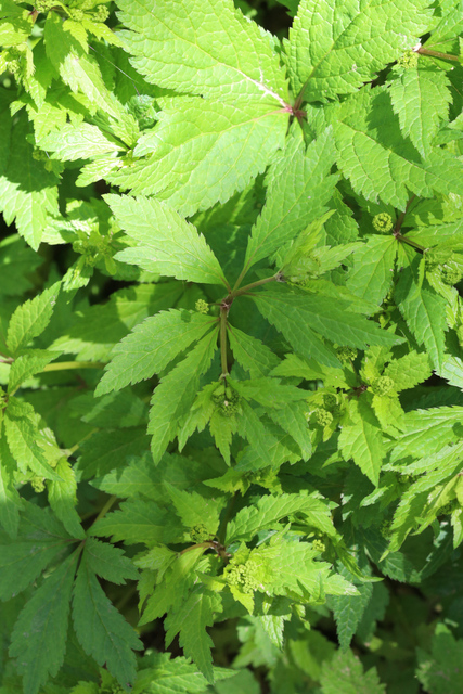 Sanicula odorata - plants