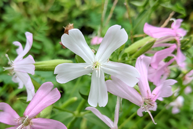 Saponaria officinalis