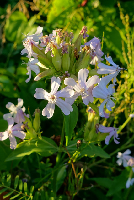 Saponaria officinalis