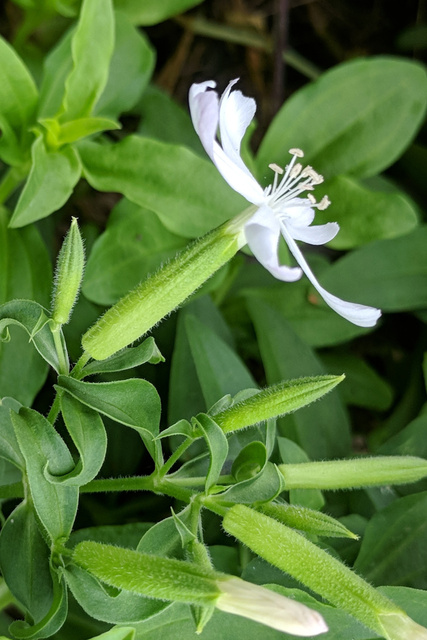 Saponaria officinalis