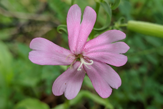 Saponaria officinalis