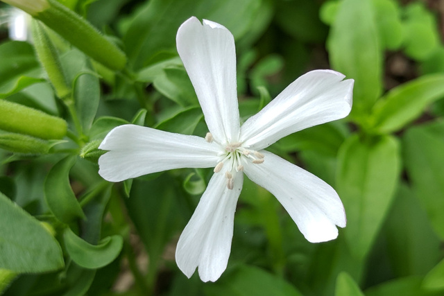 Saponaria officinalis