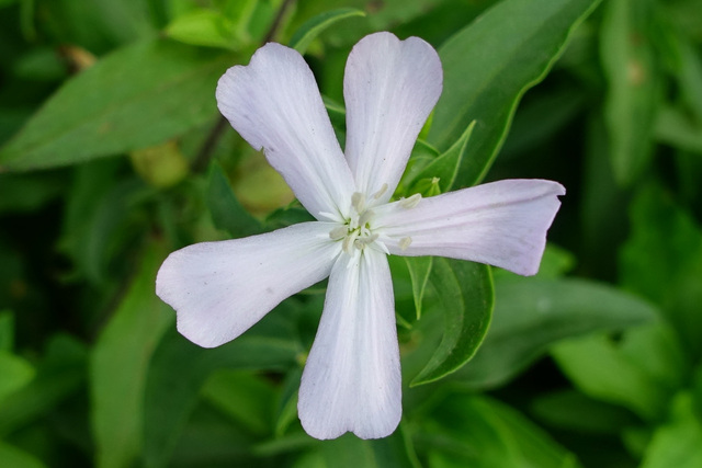 Saponaria officinalis