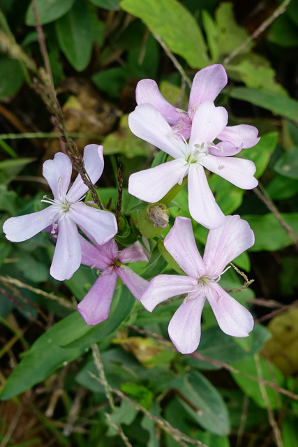 Saponaria officinalis