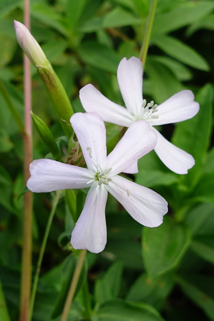 Saponaria officinalis