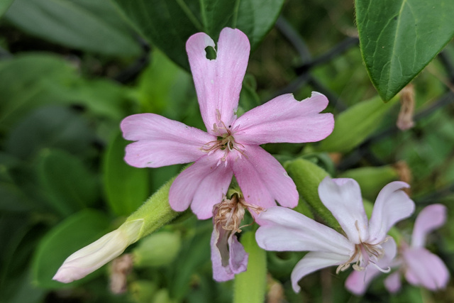 Saponaria officinalis