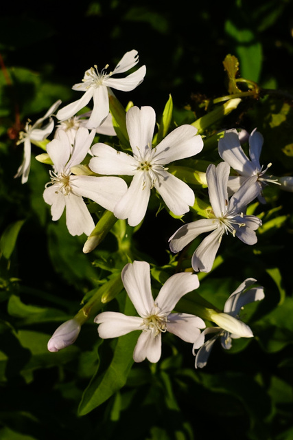 Saponaria officinalis