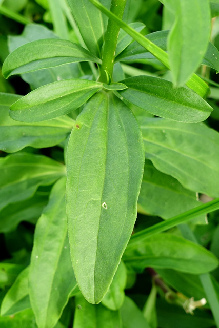 Saponaria officinalis - leaves