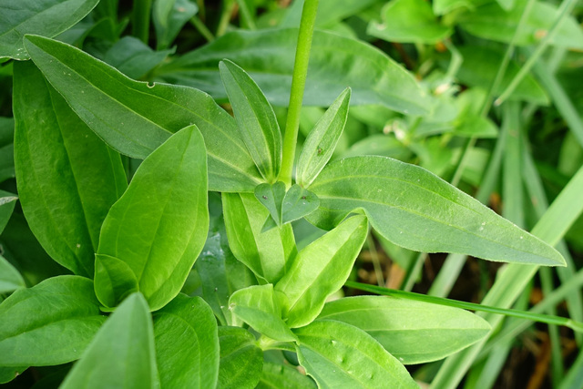 Saponaria officinalis - leaves