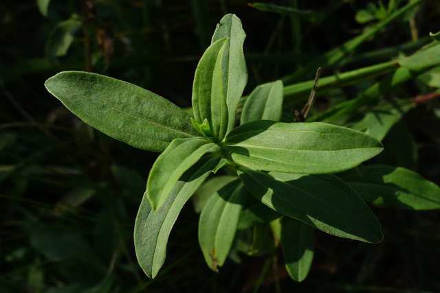 Saponaria officinalis - leaves