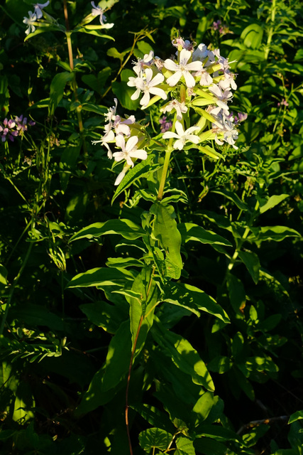 Saponaria officinalis - plants