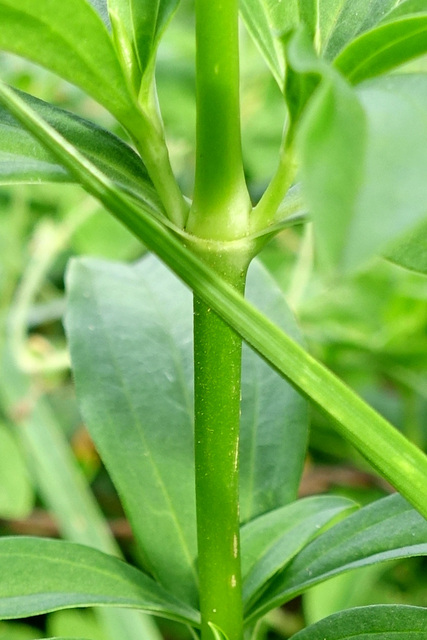 Saponaria officinalis - stem