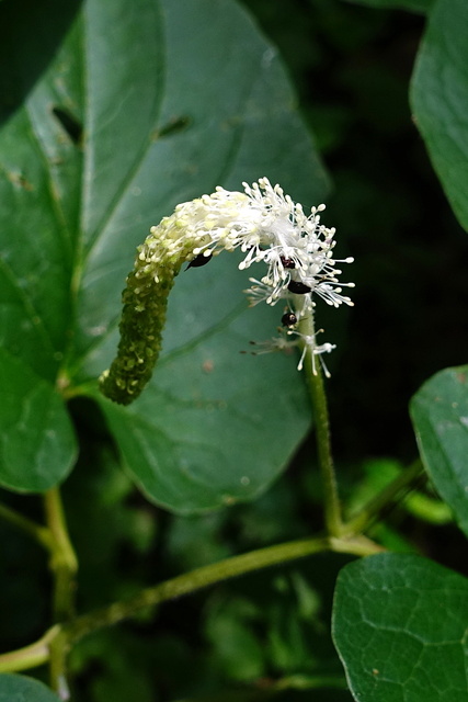 Saururus cernuus