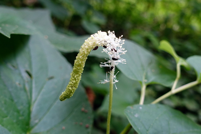 Saururus cernuus