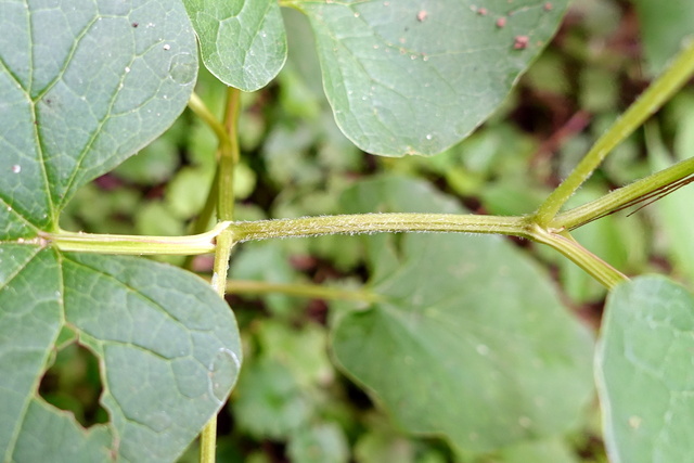 Saururus cernuus - stem