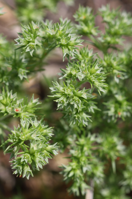 Scleranthus annuus