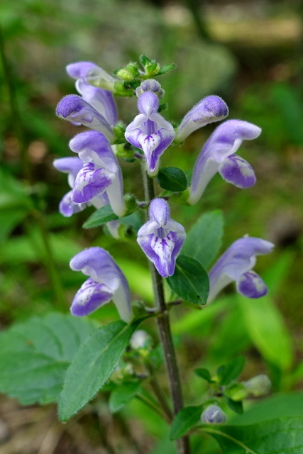 Scutellaria elliptica