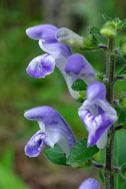 Scutellaria elliptica