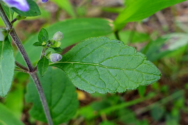 Scutellaria elliptica - leaves