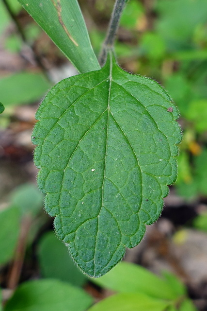 Scutellaria elliptica - leaves