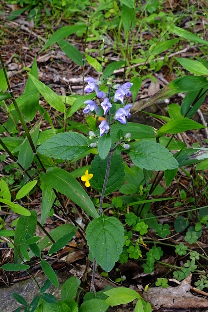 Scutellaria elliptica - plant