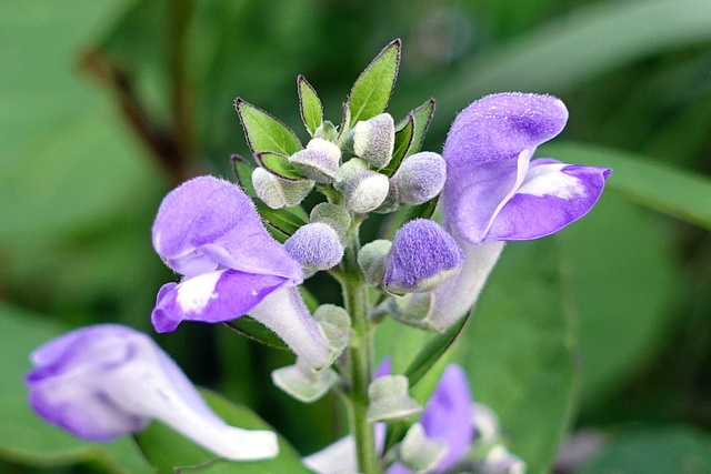 Scutellaria incana