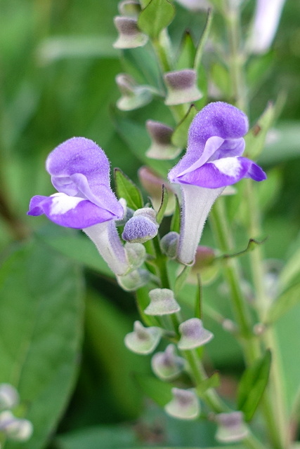 Scutellaria incana