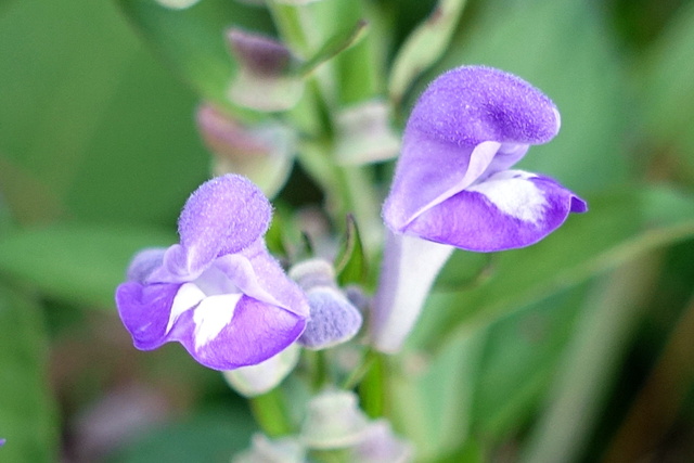 Scutellaria incana