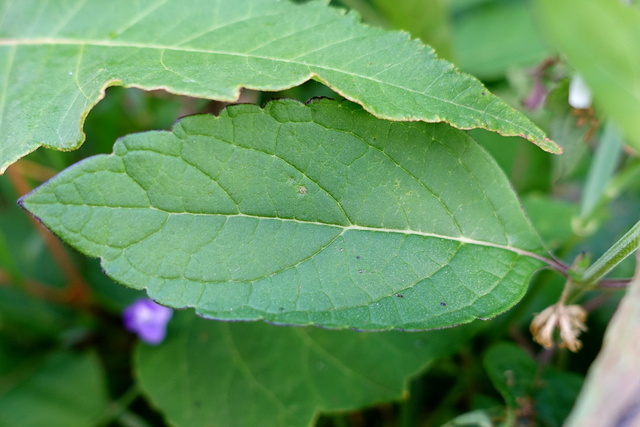 Scutellaria incana - leaves