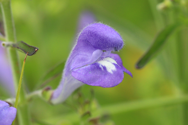 Scutellaria integrifolia