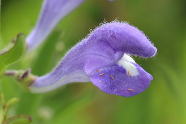 Scutellaria integrifolia