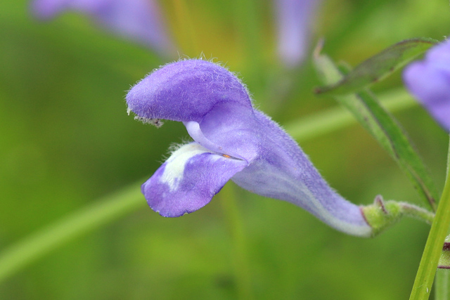 Scutellaria integrifolia